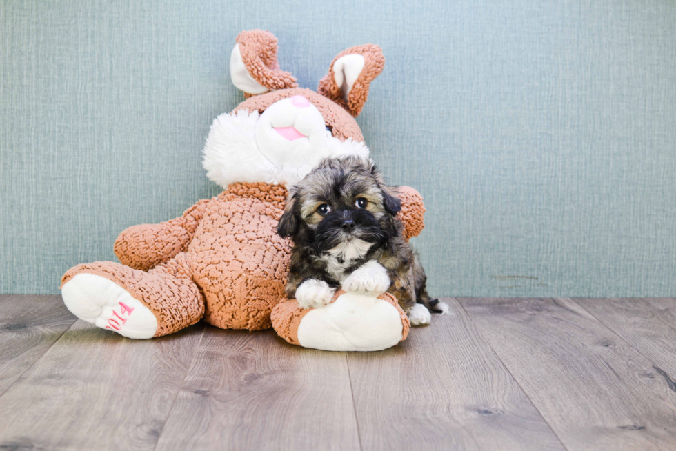 Best Havanese Baby