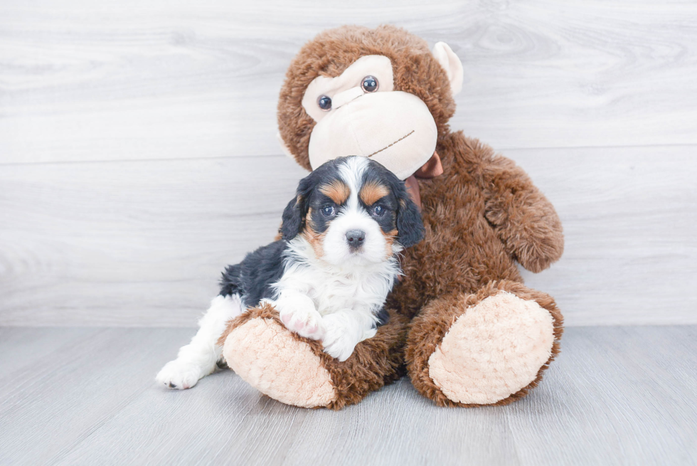 Best Cavalier King Charles Spaniel Baby