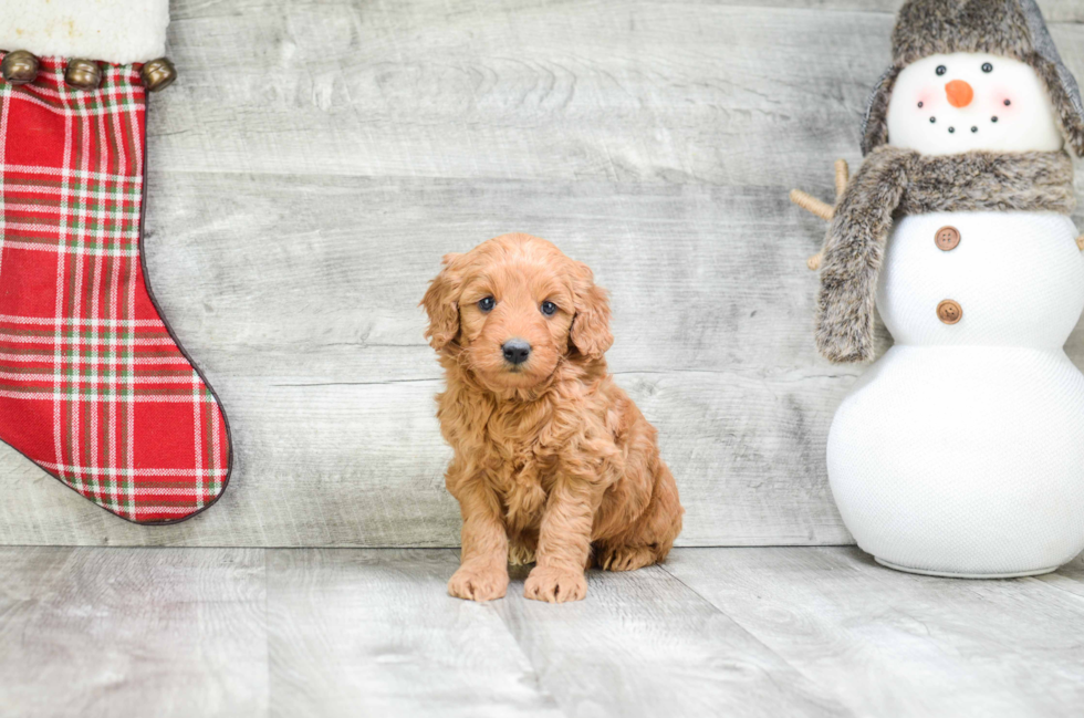 Little Golden Retriever Poodle Mix Puppy