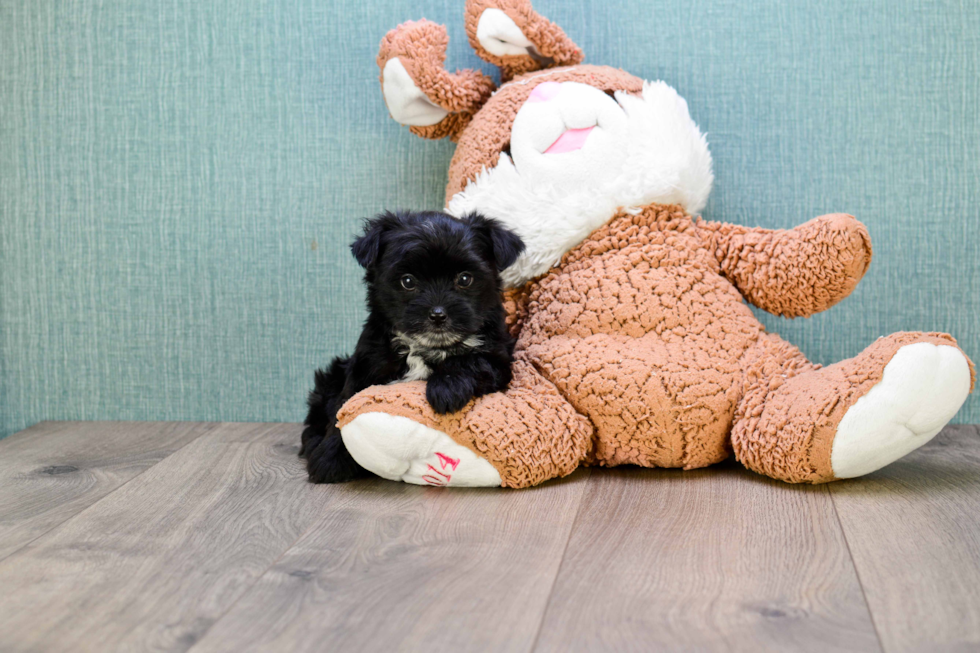 Small Morkie Baby