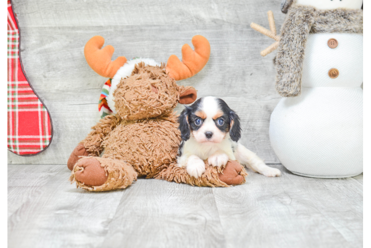 Cavalier King Charles Spaniel Puppy for Adoption