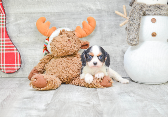 Cavalier King Charles Spaniel Puppy for Adoption