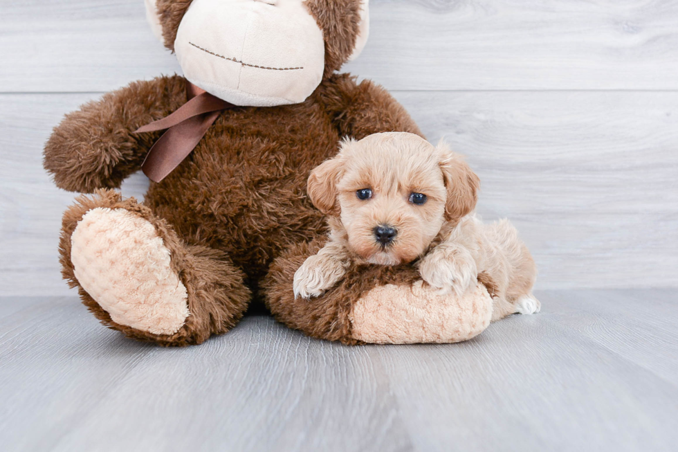 Petite Maltipoo Poodle Mix Pup