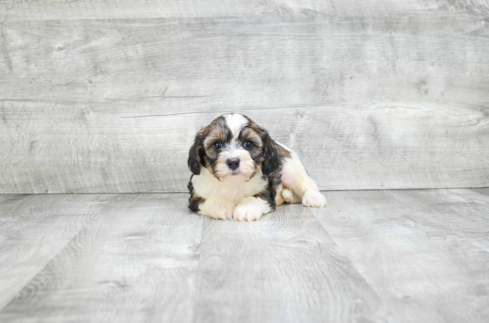 Adorable Cavoodle Poodle Mix Puppy