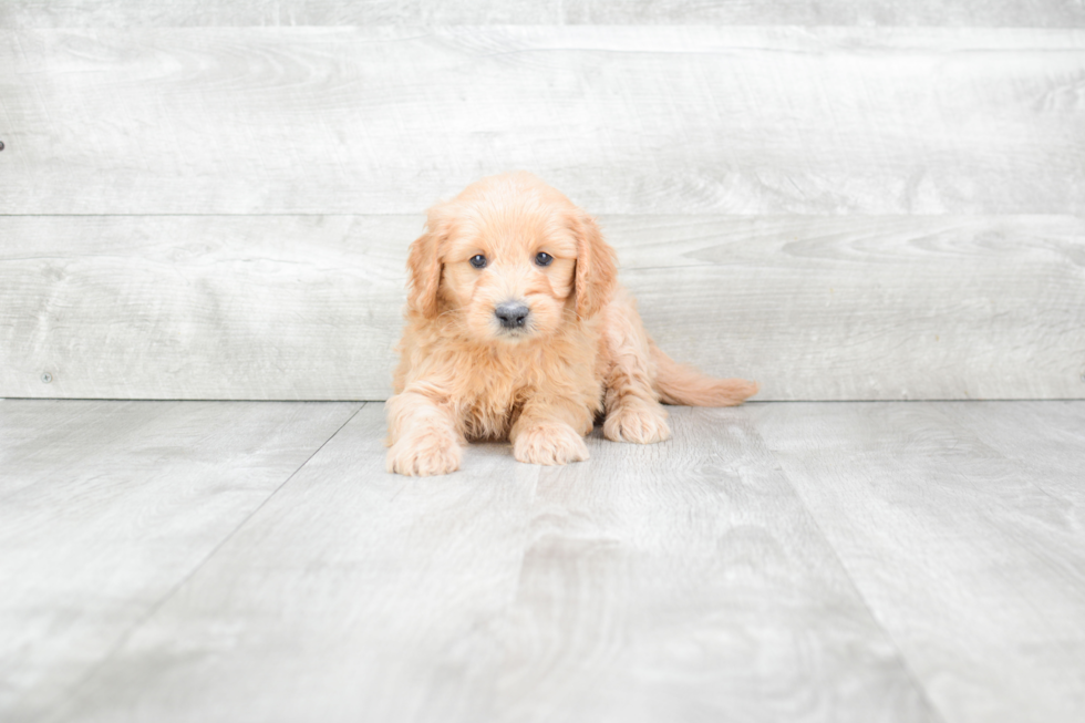 Mini Goldendoodle Puppy for Adoption