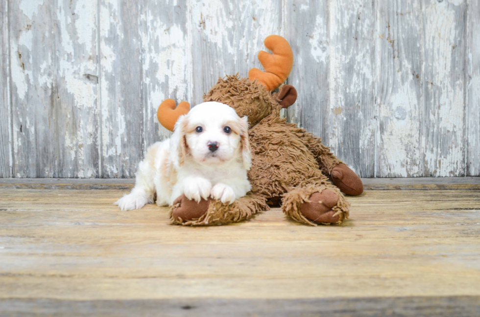 Cavachon Pup Being Cute