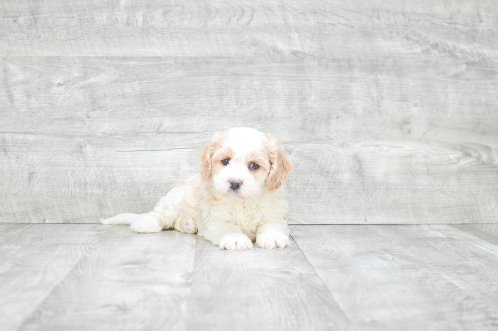 Petite Cavachon Designer Pup