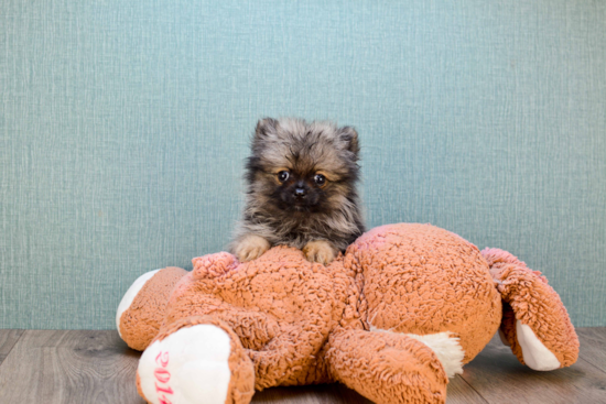 Little Pomeranian Purebred Pup