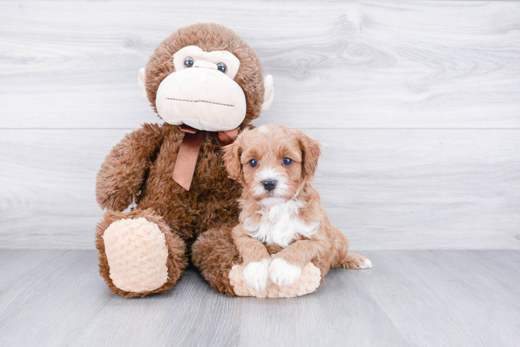 Cavapoo Pup Being Cute