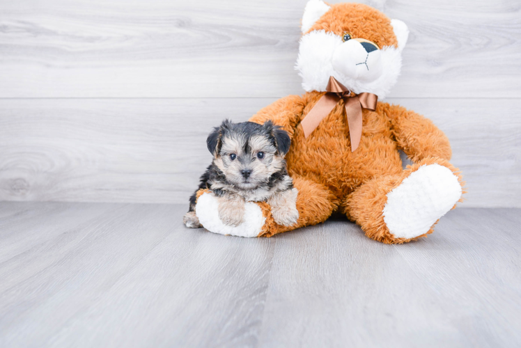 Fluffy Morkie Designer Pup