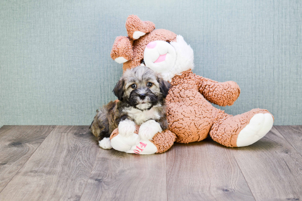 Best Havanese Baby