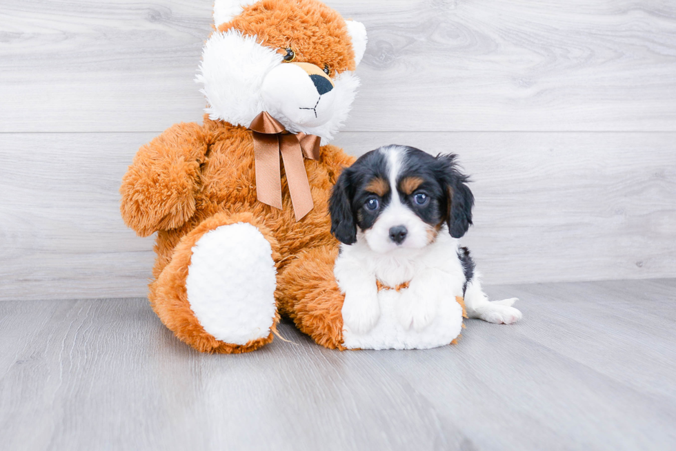 Cavalier King Charles Spaniel Pup Being Cute