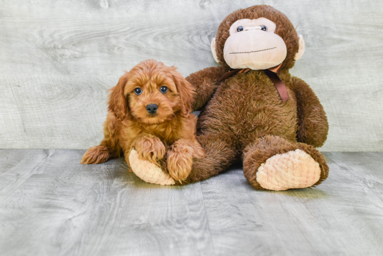 Funny Cavapoo Poodle Mix Pup