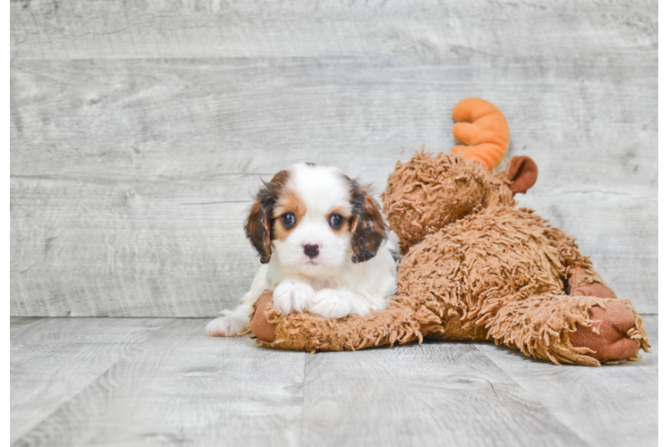 Friendly Cavachon Baby