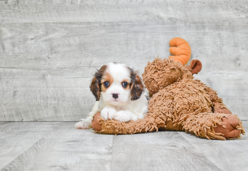 Friendly Cavachon Baby