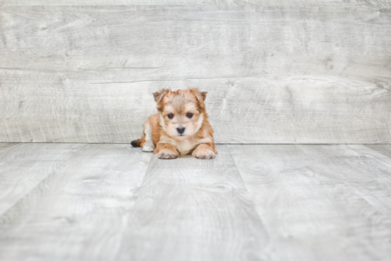 Morkie Pup Being Cute