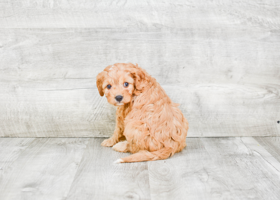 Cavapoo Pup Being Cute