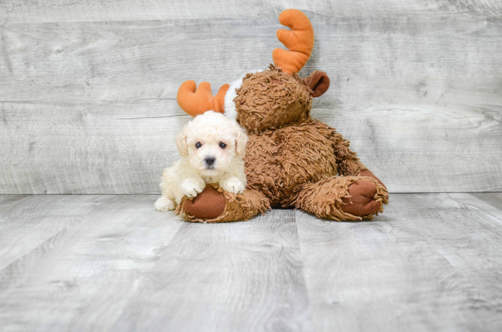 Friendly Poodle Baby