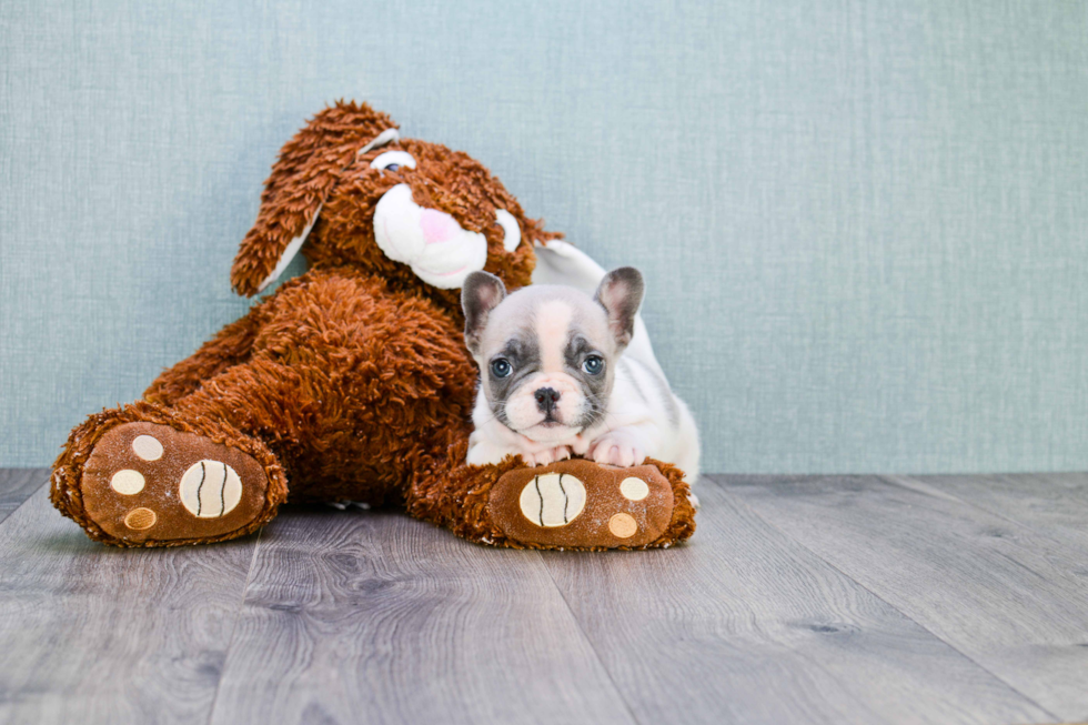 Sweet Frenchie Purebred Puppy