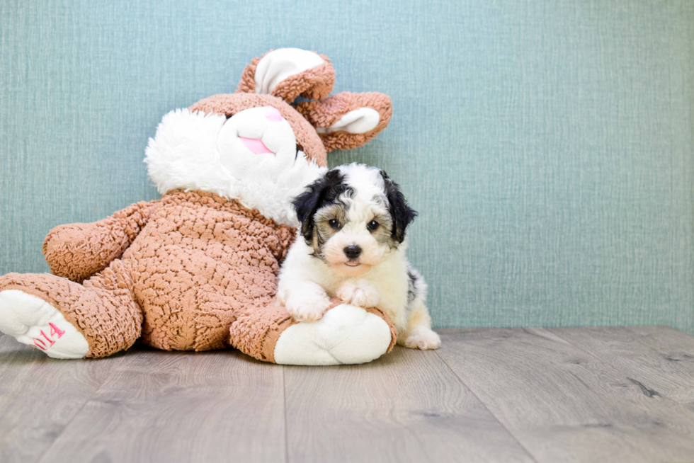 Energetic Maltese Poodle Poodle Mix Puppy