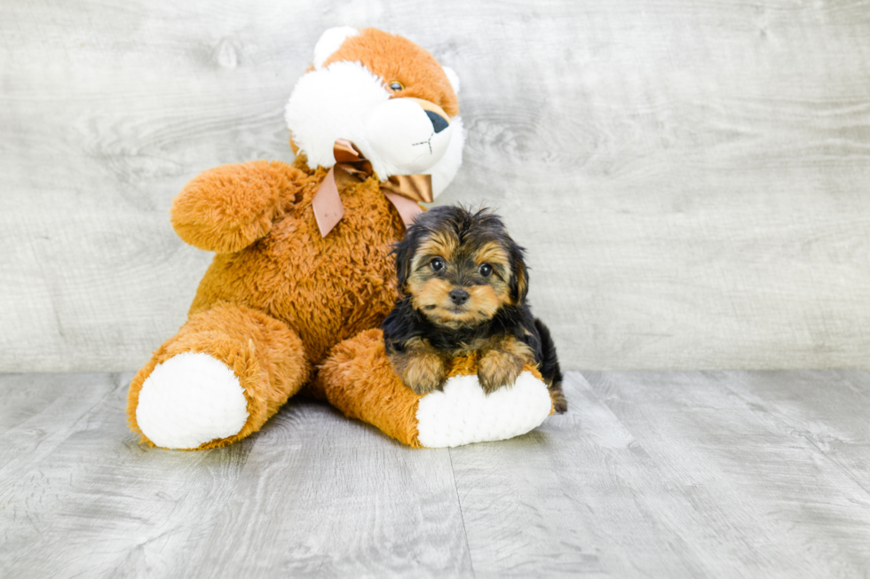 Meet Avery - our Yorkshire Terrier Puppy Photo 