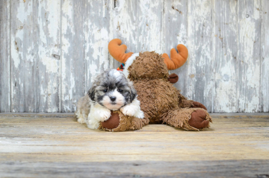 Teddy Bear Pup Being Cute