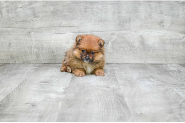 Playful Pomeranian Baby