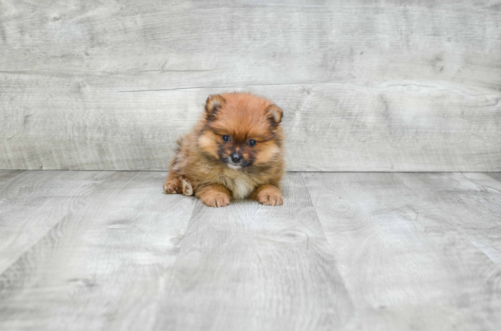 Playful Pomeranian Baby