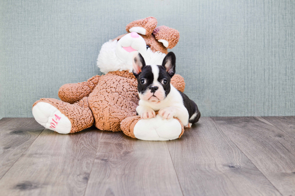 Energetic Frenchie Purebred Puppy