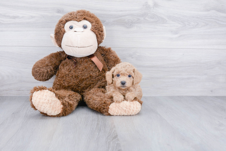 Fluffy Pudle Purebred Puppy