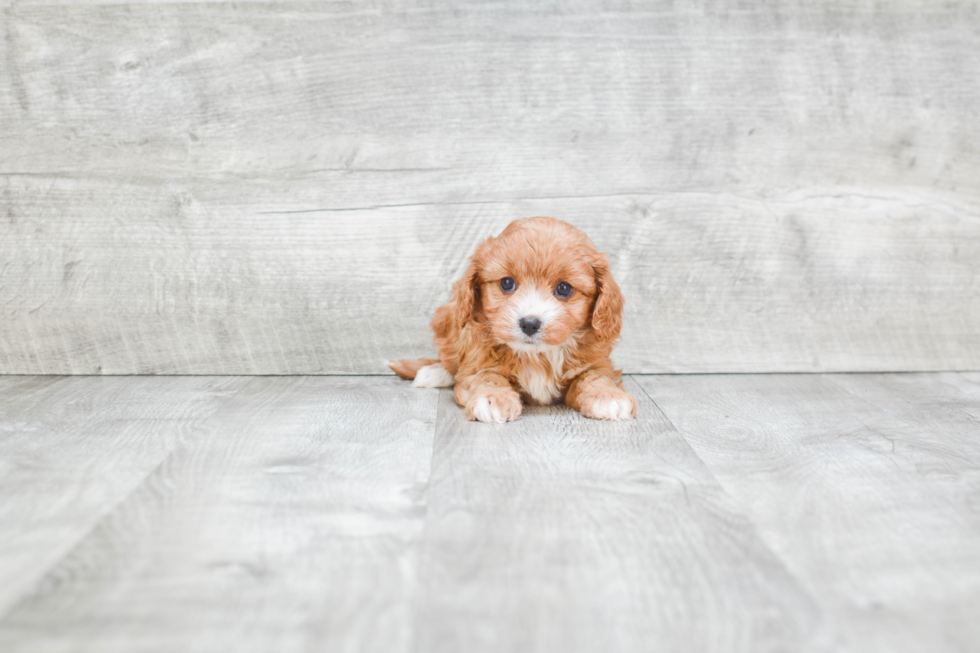 Petite Cavapoo Poodle Mix Pup