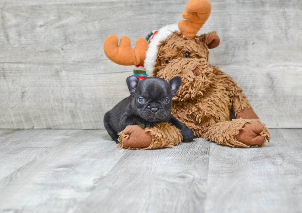 Little French Bulldog Baby