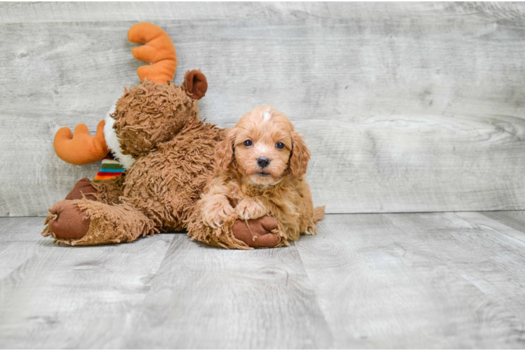 Cavapoo Puppy for Adoption