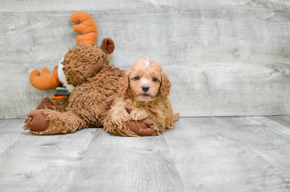 Cavapoo Puppy for Adoption