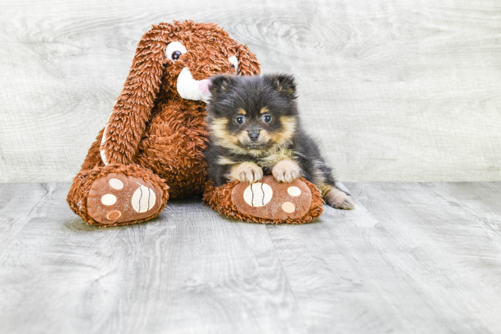 Energetic Pomeranian Purebred Puppy