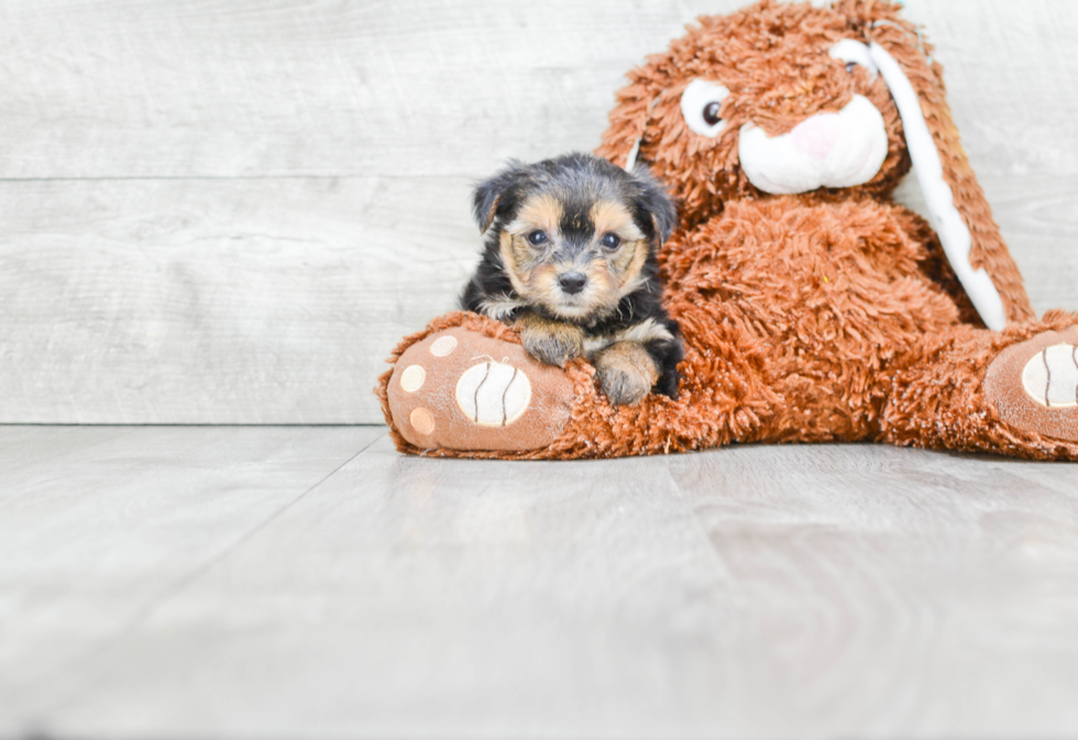 Fluffy Morkie Designer Pup