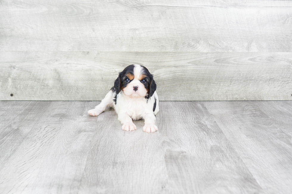 Cavalier King Charles Spaniel Pup Being Cute