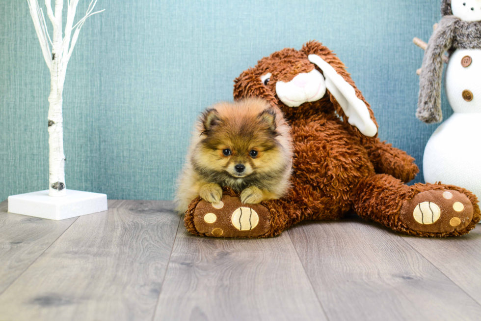 Playful Pomeranian Purebred Pup