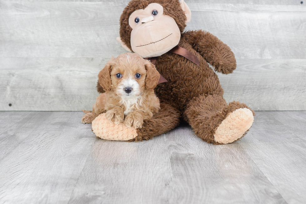 Cavapoo Pup Being Cute