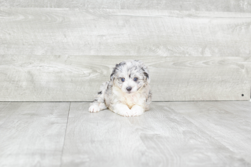 Mini Aussiedoodle Pup Being Cute