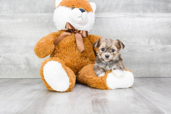 Morkie Pup Being Cute