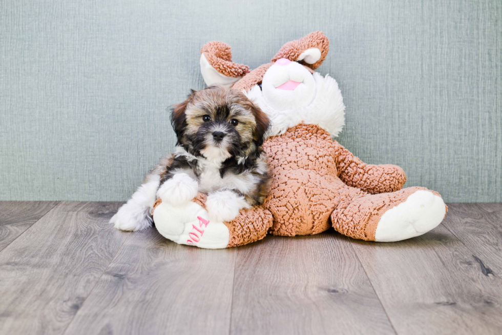 Havanese Pup Being Cute