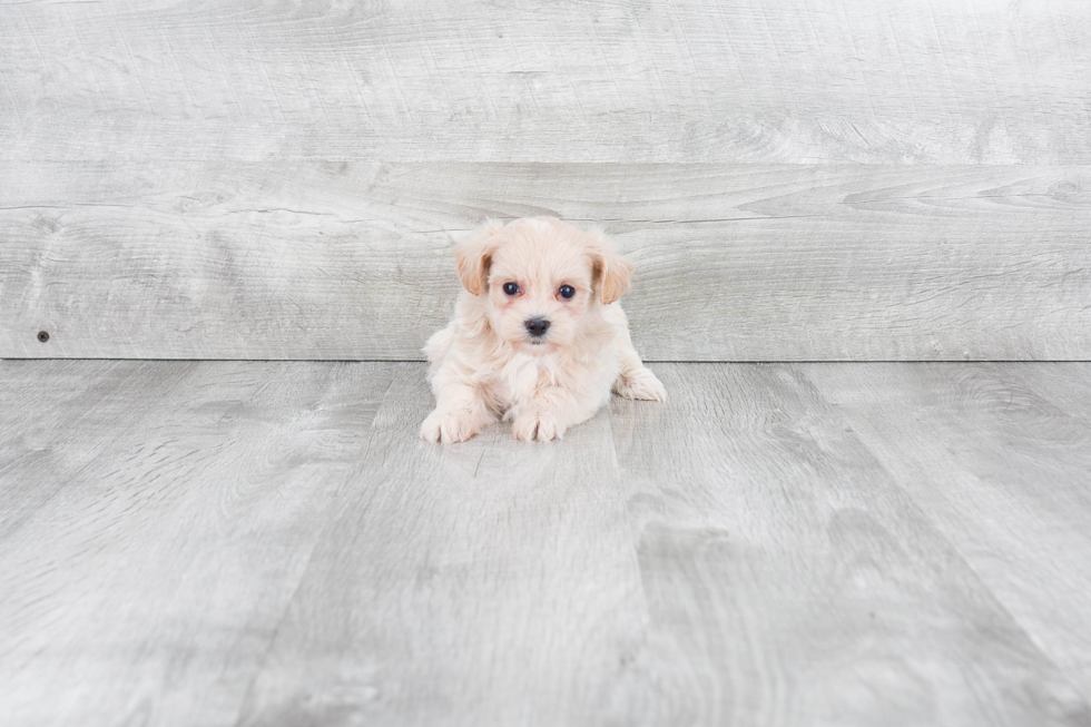 Best Maltipoo Baby