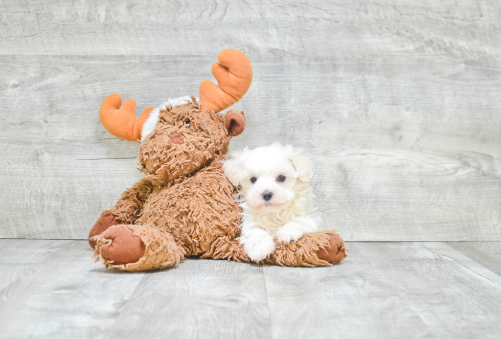 Fluffy Teddy Bear Designer Pup