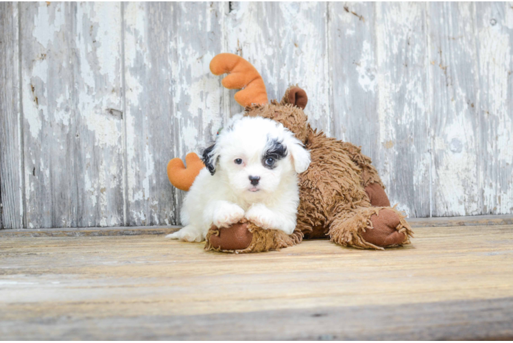 Teddy Bear Pup Being Cute