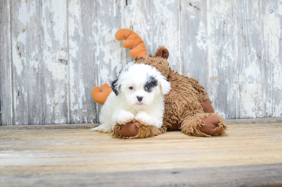 Teddy Bear Pup Being Cute