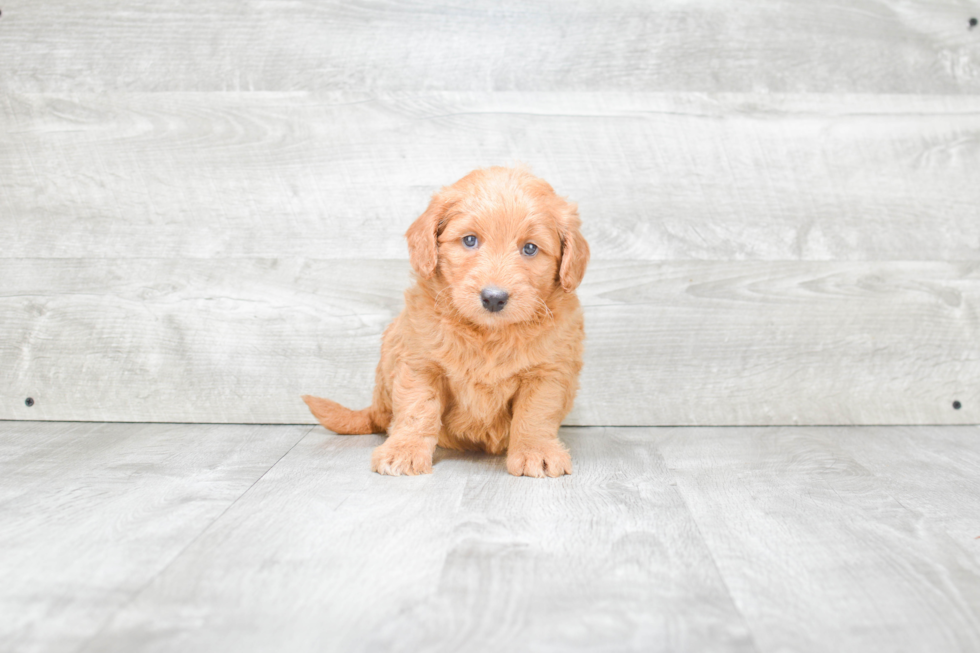 Mini Goldendoodle Pup Being Cute