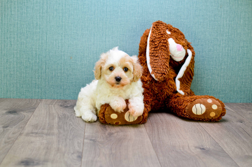 Best Cavachon Baby