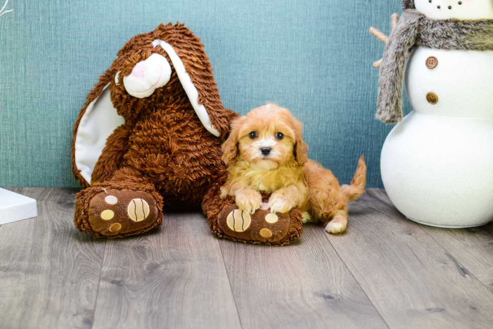 Sweet Cavapoo Baby