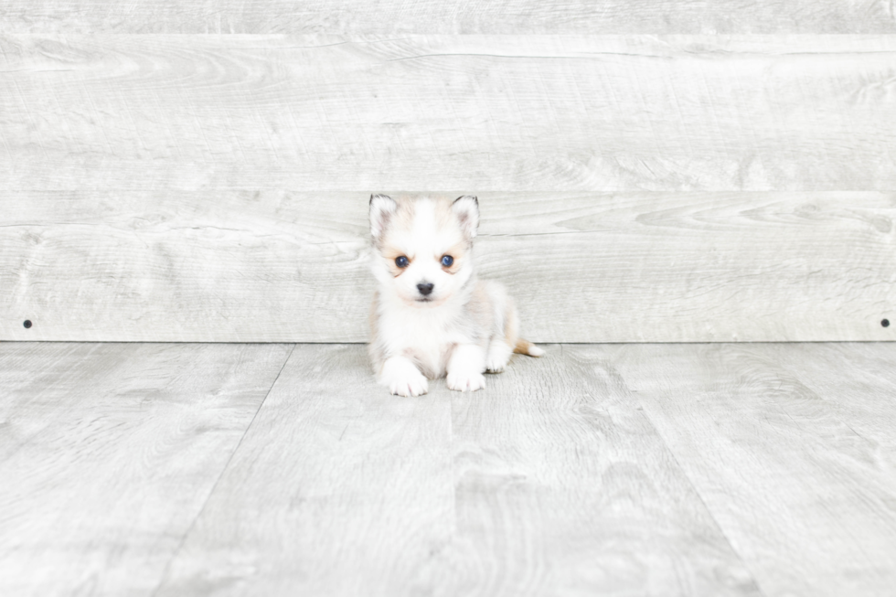 Pomsky Puppy for Adoption